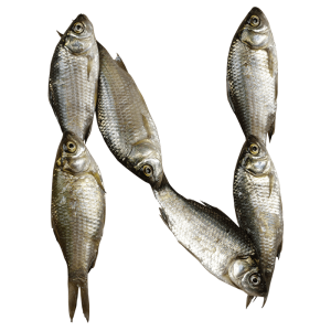 Fish Font