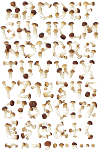 Boletus nature font