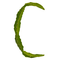 Green Cactus Font. Letter C